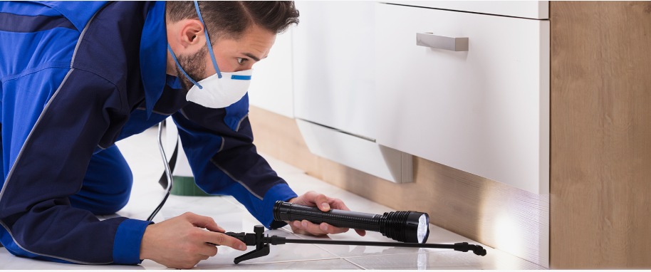 Cypress pest xpert removal